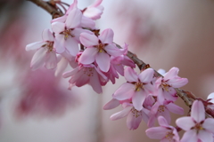 桜咲き始めました(^-^)