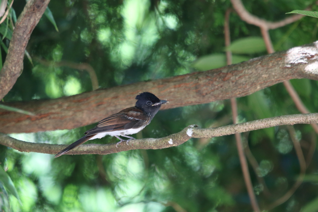 サンコウチョウ幼鳥？