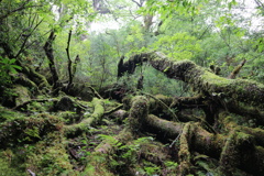 苔の楽園