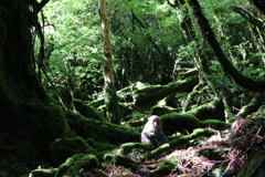 木漏れ日の中のヤクザル