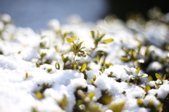 雪の日の朝