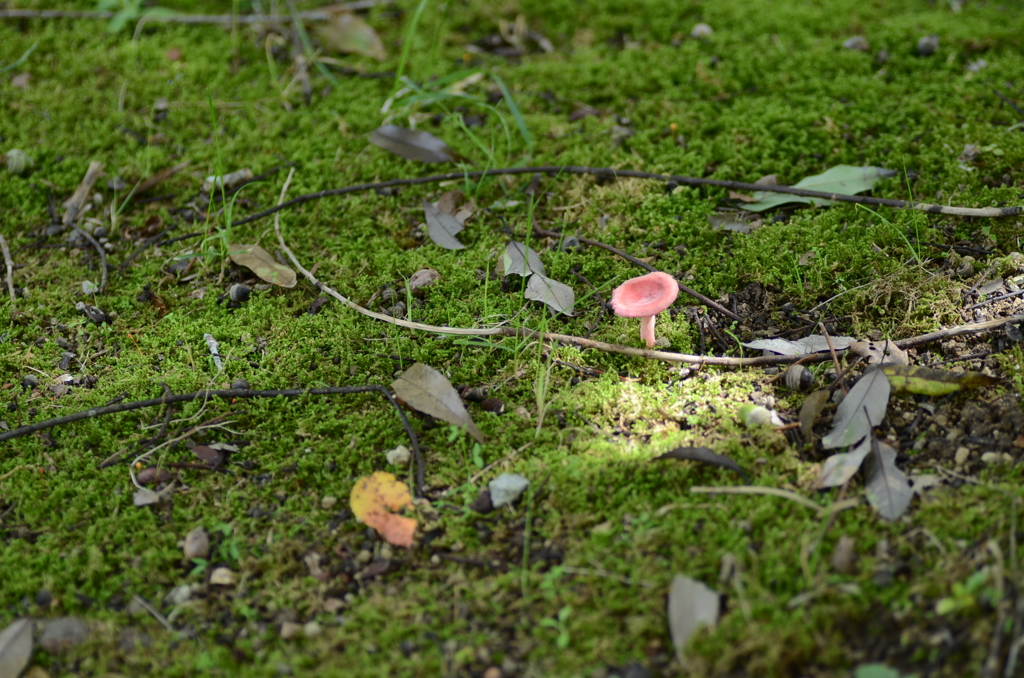 苔とキノコ