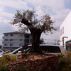 オリーブの木｢樹齢150年｣