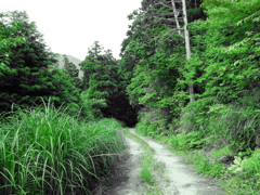 いつもの通り道