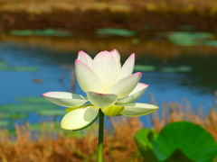 蓮2