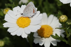お花とチョウチョ2(*´∀｀*)