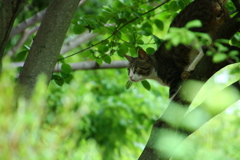 ニャンコの木登り‼️