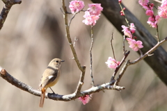 春が来ました‼️
