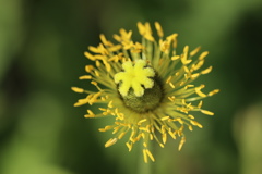 ポピーの花なのですが・・・花びらが