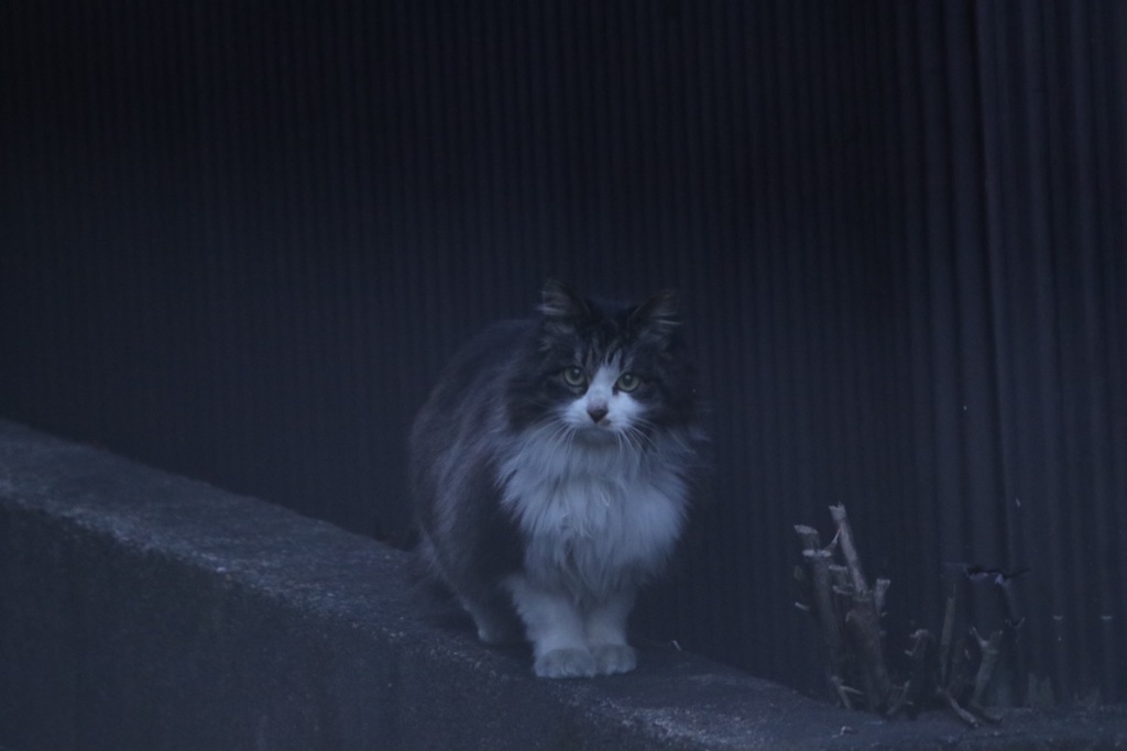 かわい子ちゃんみ〜ぃつけた(#^.^#)