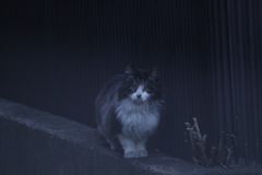 かわい子ちゃんみ〜ぃつけた(#^.^#)