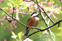 たそがれヤマガラちゃん(●´ω｀●)