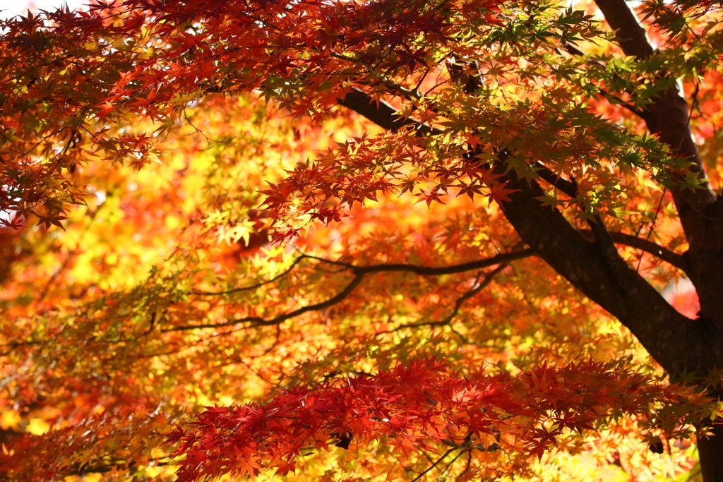 紅葉綺麗だったのでとってみました(๑>◡<๑)