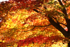 紅葉綺麗だったのでとってみました(๑>◡<๑)