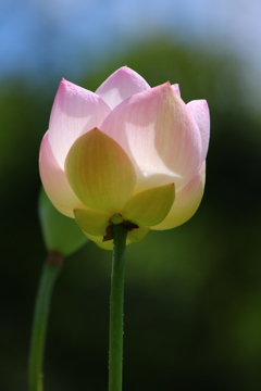 蓮の花みぃ〜つけた♪( ´▽｀)