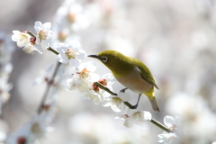 ウメジロー(*⁰▿⁰*)