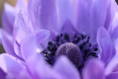 お花(*´∀｀*)