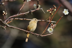 梅とジョウビダキ(o^^o)