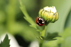 てんとう虫み〜つけた‼️