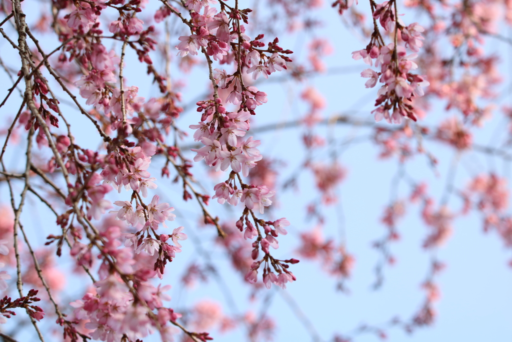 しだれ桜(*´∀｀*)