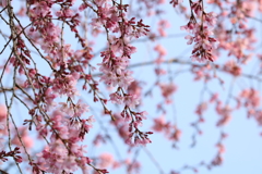 しだれ桜(*´∀｀*)