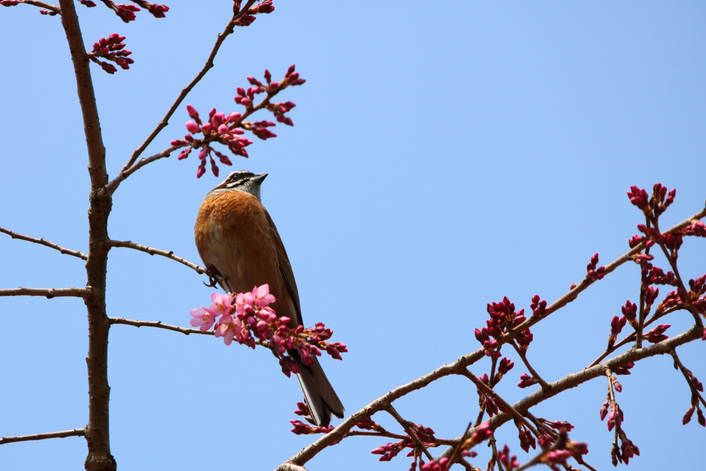 鳥さん(≧∀≦)