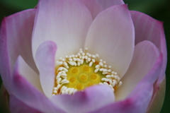 蓮の花(*^_^*)