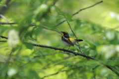 お尻をあげて鳴いてます‼️
