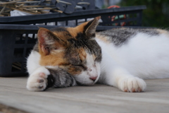ねこねむる