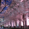 日本橋にて　桜2018年