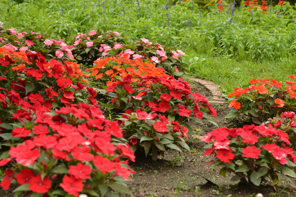 サンパチェンス