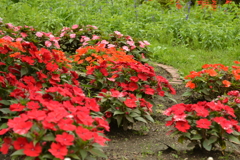 サンパチェンス