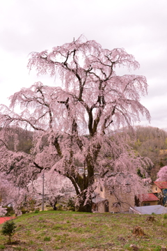 浪岡邸の桜