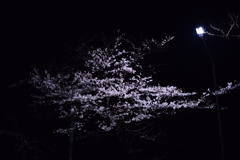夜浮き桜