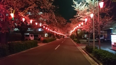 桜街道