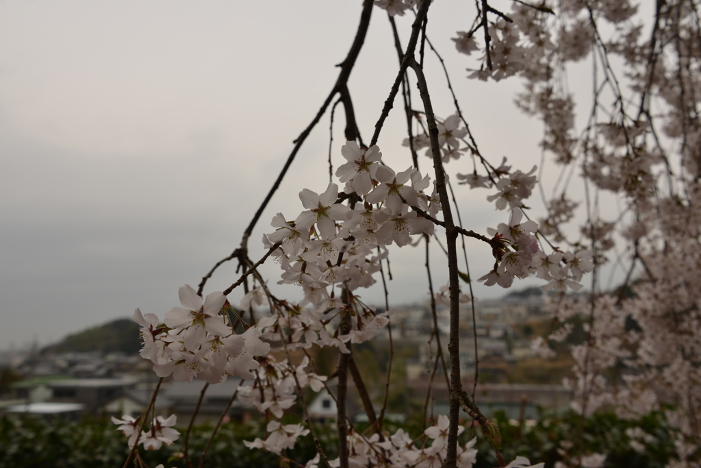 しだれ桜