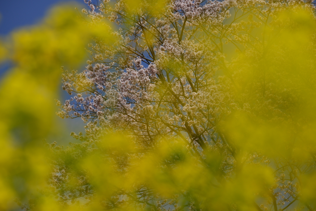 菜花越しの桜