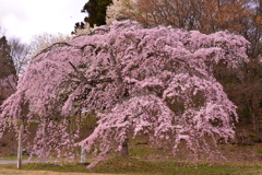 枝垂れ桜