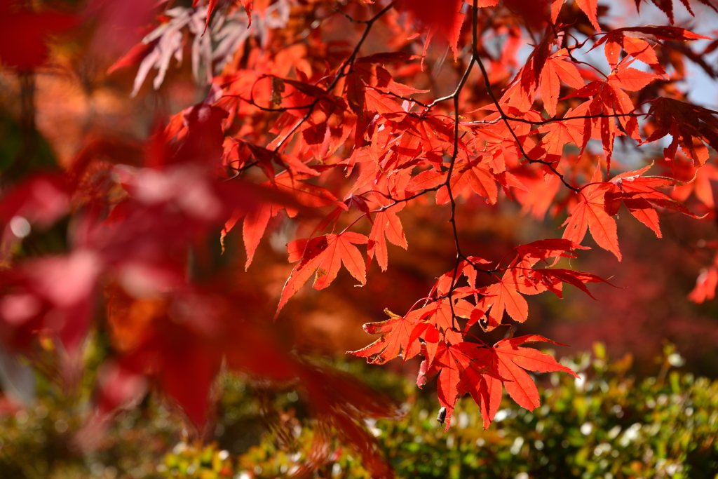 紅葉