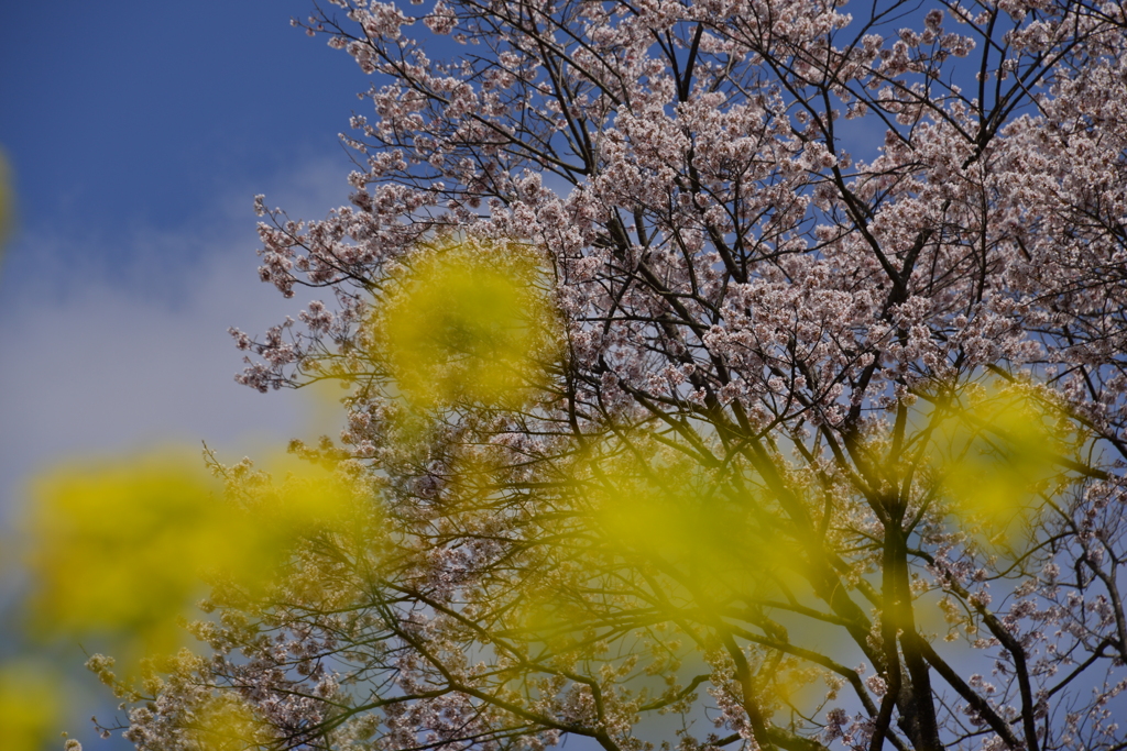 菜花と桜２