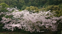 散りはじめの桜