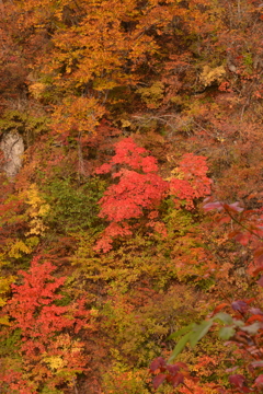 紅葉鑑賞