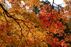 紅葉と黄葉
