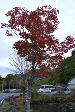 見頃な紅葉
