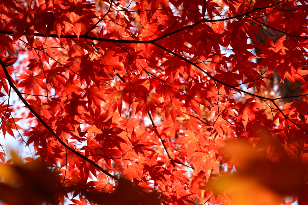色づく葉