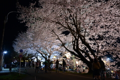 夜桜2