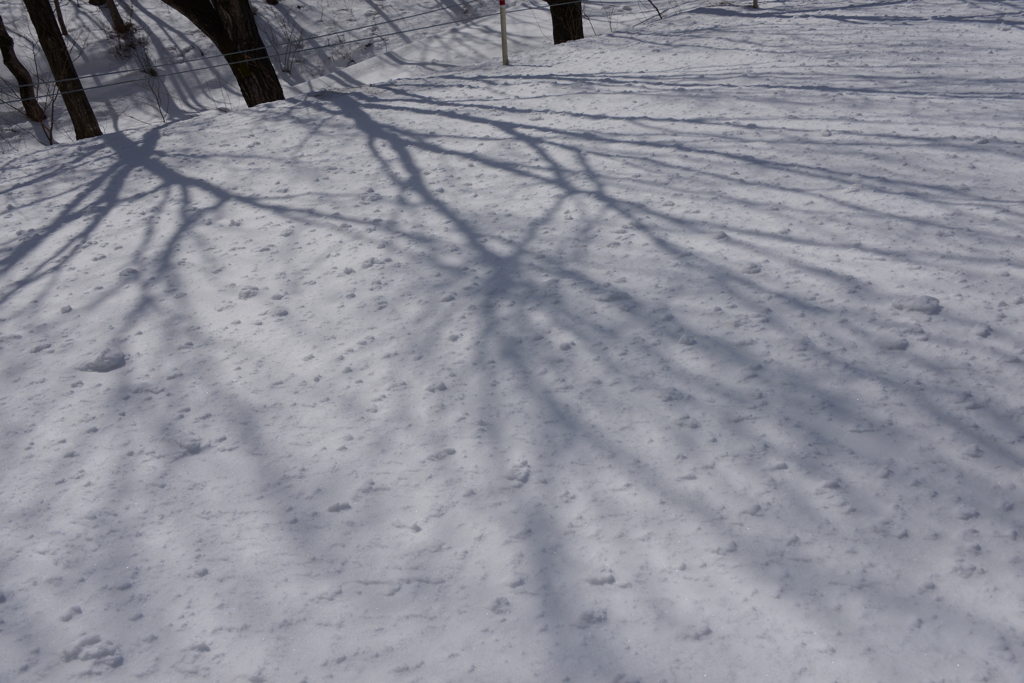 つかの間の影絵