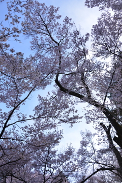 桜の天井