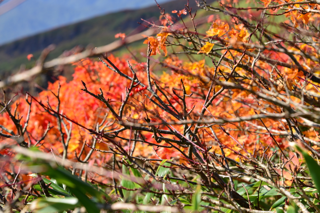ナナカマドの実