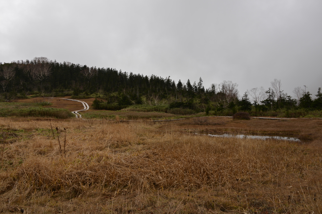 湿原の全景